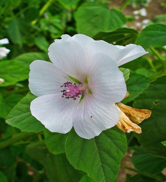 Althaea_officinalis_003 (2)