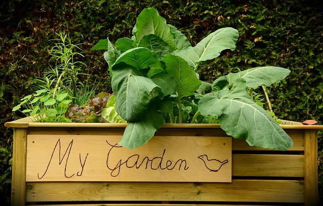 raised-bed plants