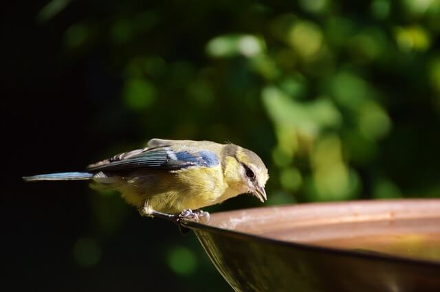 water for birds