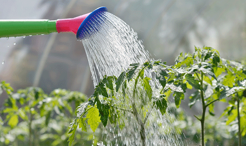 Water Plants