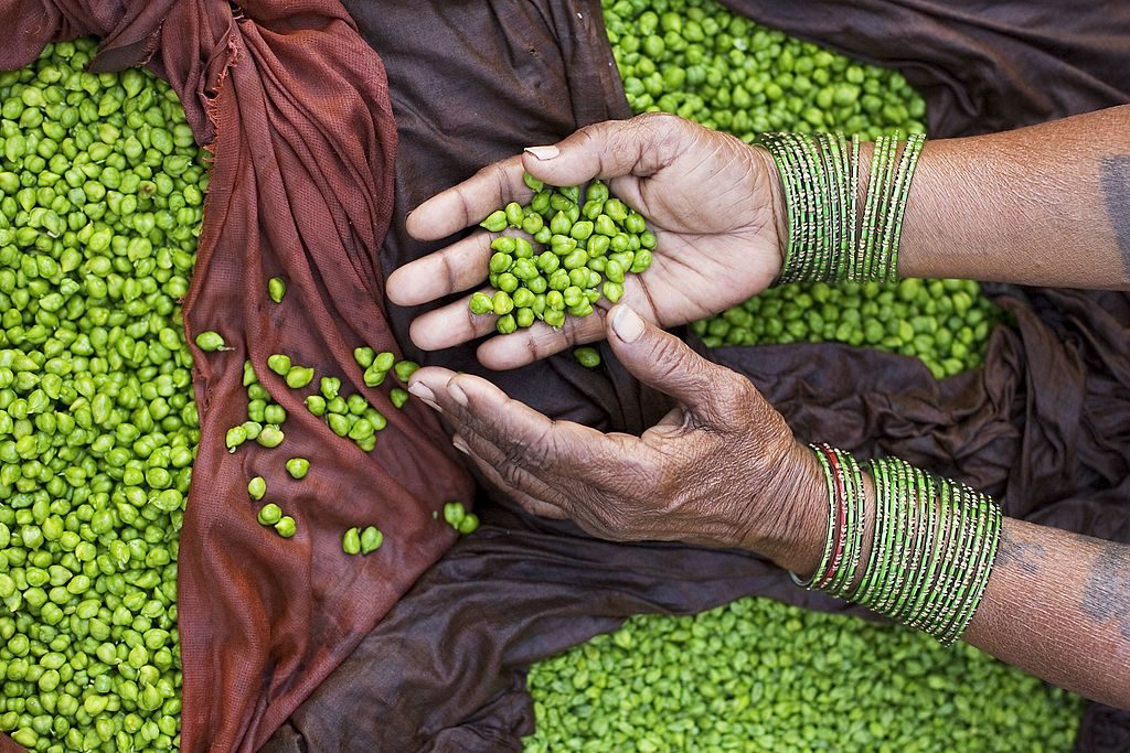 india_-_varanasi_green_peas_-_2714