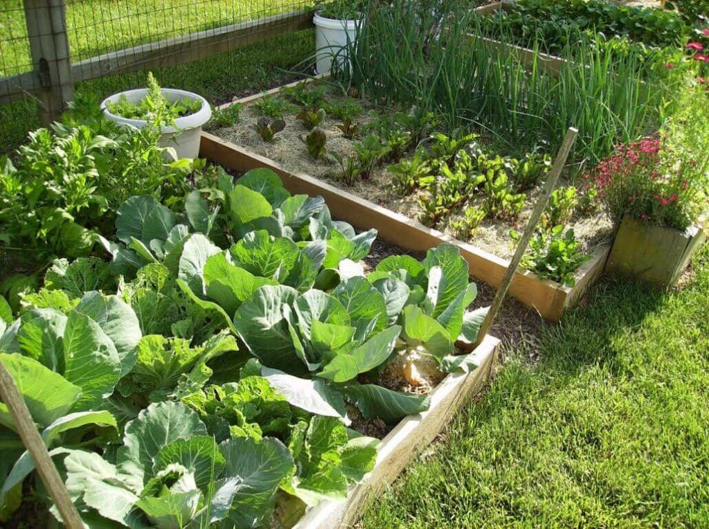 VEGGIE GARDEN