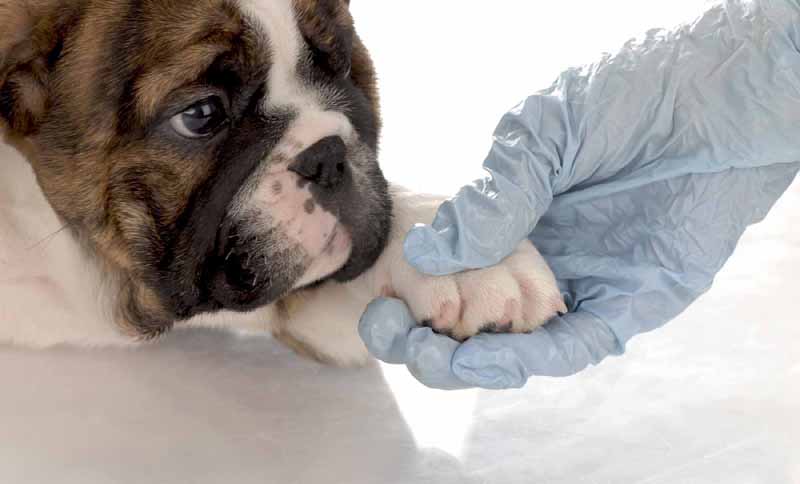 veterinary care - english bulldog puppy with paw being held by gloved hand