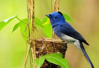 save birds and animals