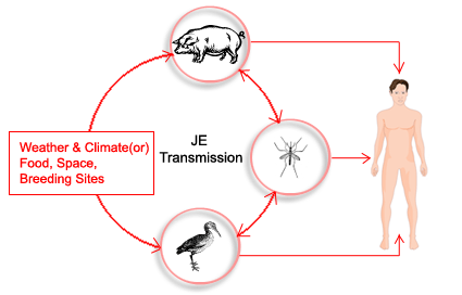 japanese-encephalitis