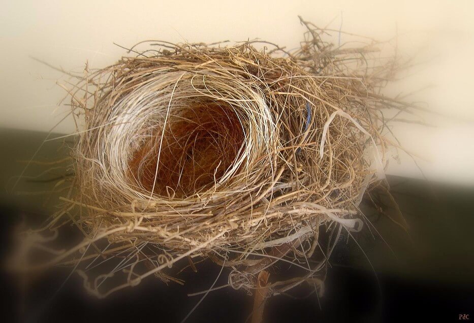 birds-nest-1-1