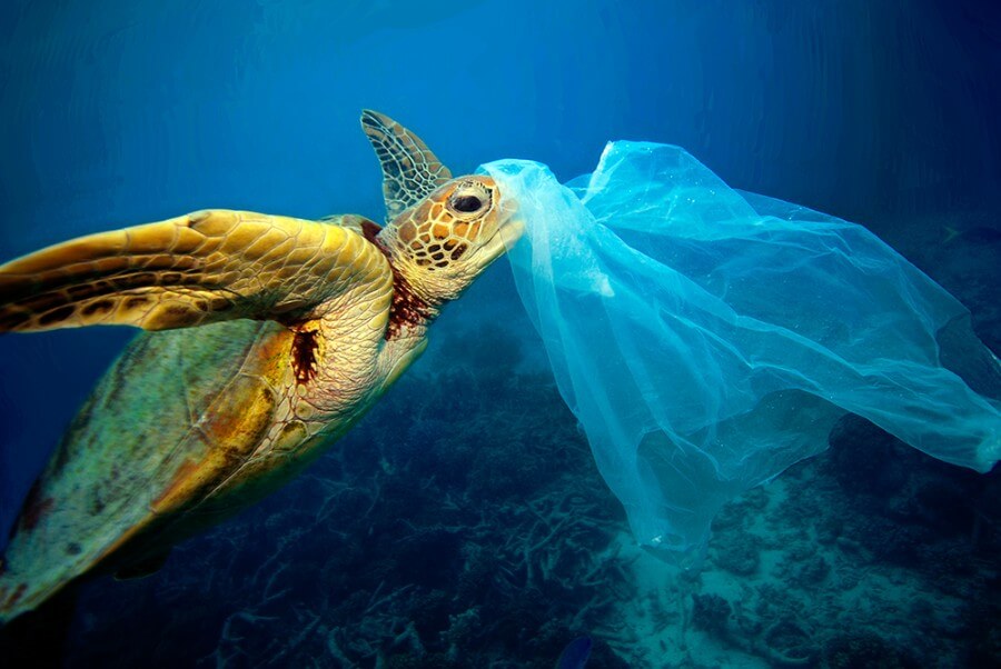 plastic-consume-sea-life-1