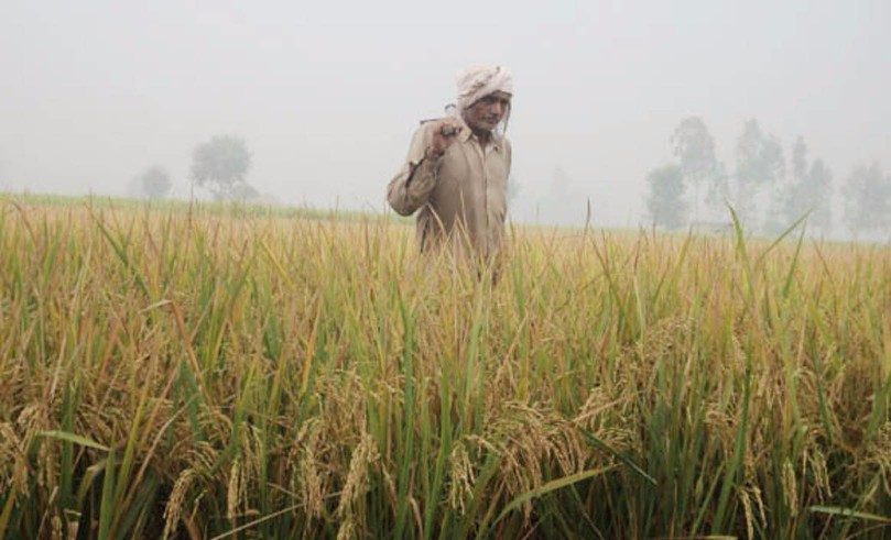 Indian Farmer crop insurance