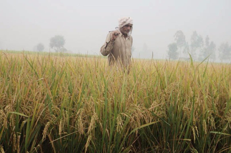 Indian Farmer crop insurance