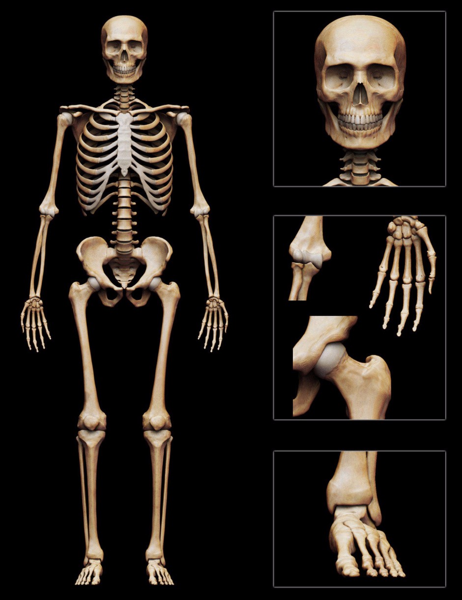 bone bank anatomy