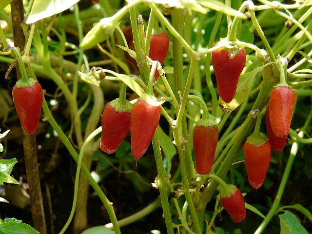 pepper-crop