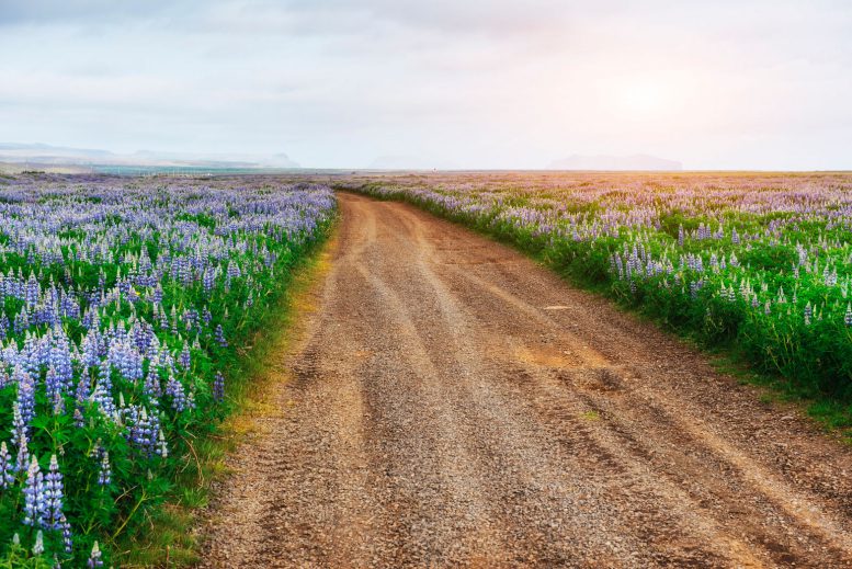 Bluebonnet Trails, Texas - best road trips in usa